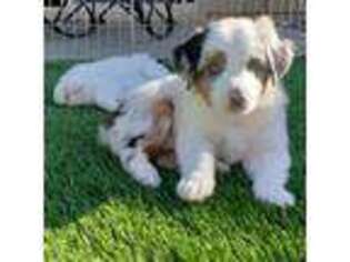 Miniature Australian Shepherd Puppy for sale in Prescott, AZ, USA