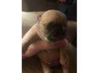 French Bulldog Puppy for sale in West Branch, MI, USA