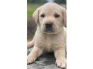 Labrador Retriever Puppy for sale in CARMEL, NY, USA