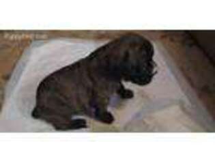 Boxer Puppy for sale in Colfax, CA, USA