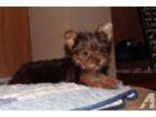 Yorkshire Terrier Puppy for sale in MIDDLEBURG, KY, USA