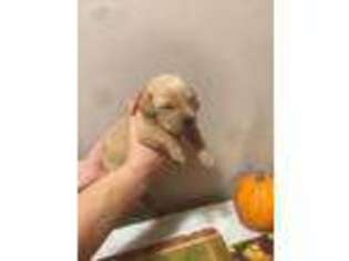 Labrador Retriever Puppy for sale in Pickford, MI, USA