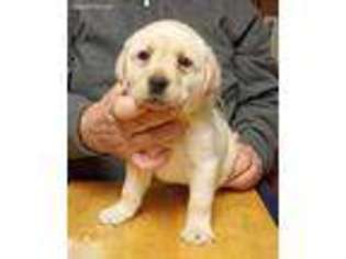 Labrador Retriever Puppy for sale in Stephentown, NY, USA