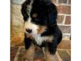Bernese Mountain Dog Puppy for sale in Springtown, TX, USA