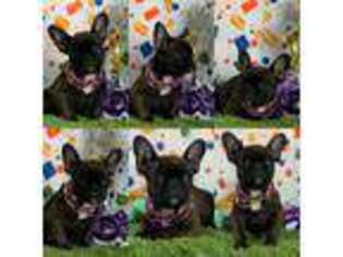 French Bulldog Puppy for sale in Westfield, PA, USA