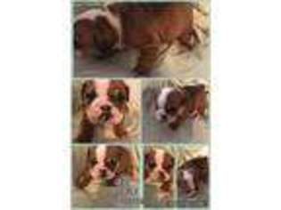 Bulldog Puppy for sale in Elkton, KY, USA