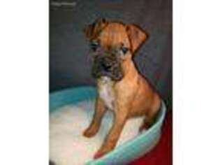 Boxer Puppy for sale in Moro, IL, USA