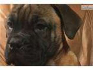 Bullmastiff Puppy for sale in Montgomery, AL, USA