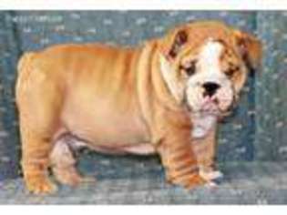 Bulldog Puppy for sale in Ambler, PA, USA