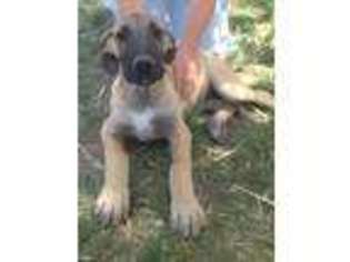 Irish Wolfhound Puppy for sale in Willcox, AZ, USA