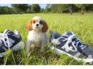 Cavalier King Charles Spaniel Puppy for sale in VENICE, FL, USA