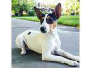 Rat Terrier Puppy for sale in Twin Falls, ID, USA