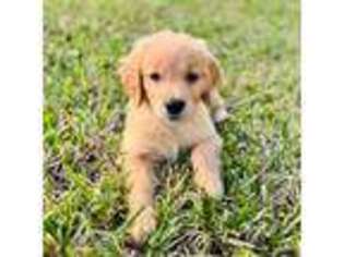Golden Retriever Puppy for sale in Parrish, FL, USA