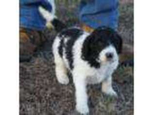 Mutt Puppy for sale in Rutherfordton, NC, USA