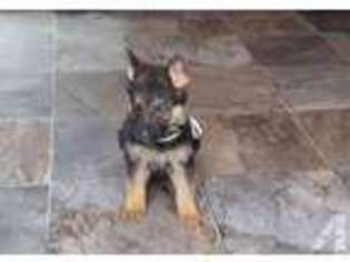 German Shepherd Dog Puppy for sale in GILBERTS, IL, USA