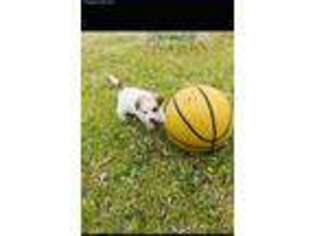 Jack Russell Terrier Puppy for sale in Broken Bow, OK, USA