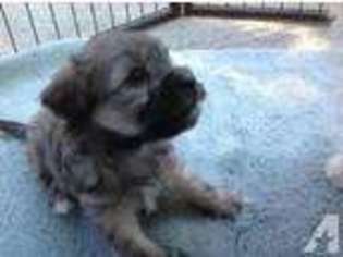 Havanese Puppy for sale in CANYON LAKE, TX, USA