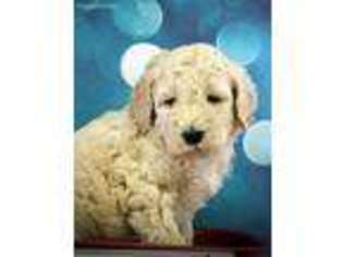 Goldendoodle Puppy for sale in Beaver Springs, PA, USA