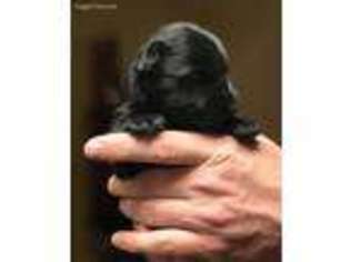 Small Scottish Terrier