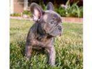 French Bulldog Puppy for sale in Platte City, MO, USA