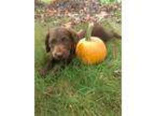 Labradoodle Puppy for sale in East Rochester, OH, USA