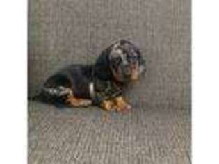 Dachshund Puppy for sale in Trenton, MO, USA