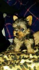 Yorkshire Terrier Puppy for sale in Duncanville, TX, USA