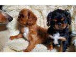 English Toy Spaniel Puppy for sale in Putnam Valley, NY, USA