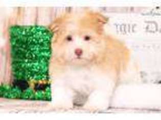 Havanese Puppy for sale in Baltimore, MD, USA