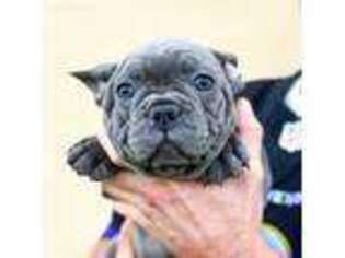 French Bulldog Puppy for sale in Columbia, MD, USA