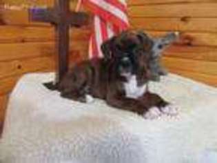 Boxer Puppy for sale in Mountain Grove, MO, USA