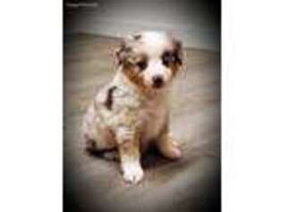 Miniature Australian Shepherd Puppy for sale in Zebulon, NC, USA