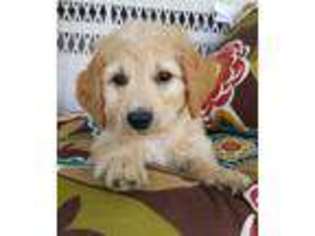 Goldendoodle Puppy for sale in Ottawa, OH, USA
