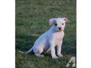 American Bulldog Puppy for sale in GRASS LAKE, MI, USA