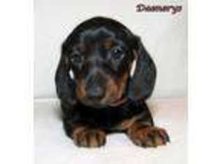 Dachshund Puppy for sale in Wauseon, OH, USA