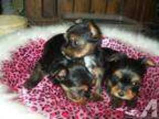 Yorkshire Terrier Puppy for sale in FOREST, OH, USA