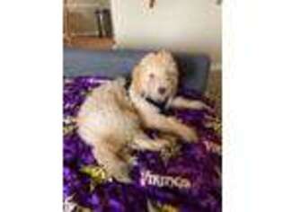 Labradoodle Puppy for sale in Portland, OR, USA
