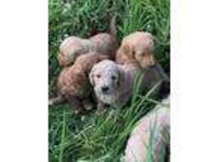 Goldendoodle Puppy for sale in Monon, IN, USA