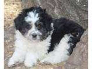 Mutt Puppy for sale in Susanville, CA, USA