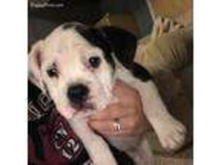 Olde English Bulldogge Puppy for sale in Tonganoxie, KS, USA