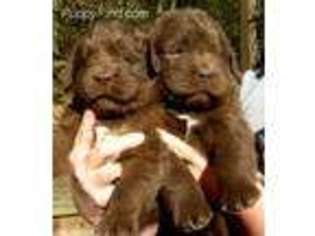Newfoundland Puppy for sale in Pineville, WV, USA