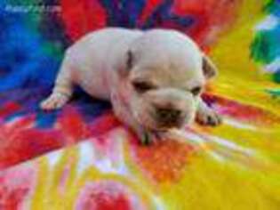 French Bulldog Puppy for sale in Gardner, KS, USA