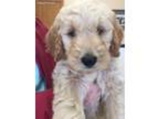Goldendoodle Puppy for sale in Painesville, OH, USA