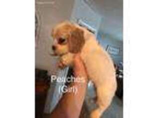 Cocker Spaniel Puppy for sale in Ezel, KY, USA