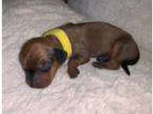 Dachshund Puppy for sale in Winston Salem, NC, USA