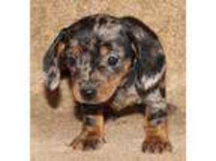 Dachshund Puppy for sale in Wheeling, WV, USA