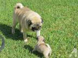 Pug Puppy for sale in LAKESIDE, CA, USA