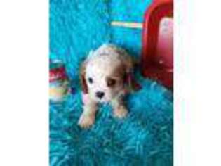 Cavalier King Charles Spaniel Puppy for sale in Archer City, TX, USA