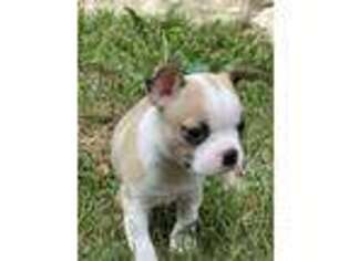 Boston Terrier Puppy for sale in Heath, OH, USA
