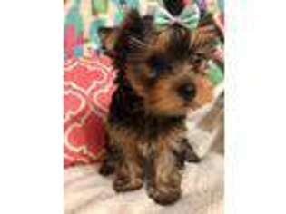 Yorkshire Terrier Puppy for sale in Alexis, NC, USA